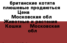 британские котята плюшевые продаються › Цена ­ 80 000 - Московская обл. Животные и растения » Кошки   . Московская обл.